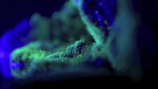 Surfer Blood 'Neighbour Riffs' FAN VIDEO