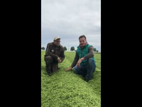 Der Boden im Fokus: Mulchdecke im Kartoffelbau