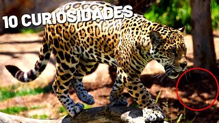 10 Curiosidades Sobre Os Leopardos