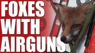 Fieldsports Britain - Foxes with airguns (episode 197)
