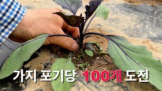 가지 포기당 100개 도전-240525 가지망치기
