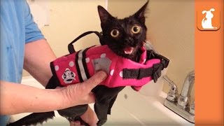 Paralyzed Kitten Given Second Chance With Wheelchair Gets Adopted