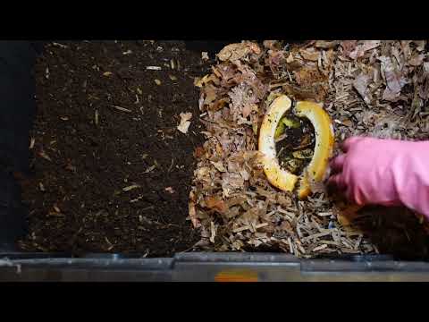 Worm Wednesday 1 lb. Red Wiggler Bin Check In and Harvest Prep #wormswithrick #vermicomposting