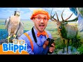 Meeting A Deer And A Falcon Day At The Nature Center