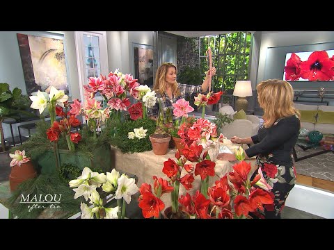 Blomsterkreatörens amaryllis-tips: "Vattna runt löken inte på löken" - Malou Efter tio (TV4)