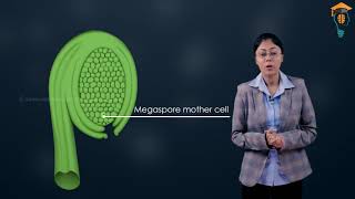 Class 12 - Biology - Sexual reproduction in flowering plants - Apomixis and polyembryony (L8)