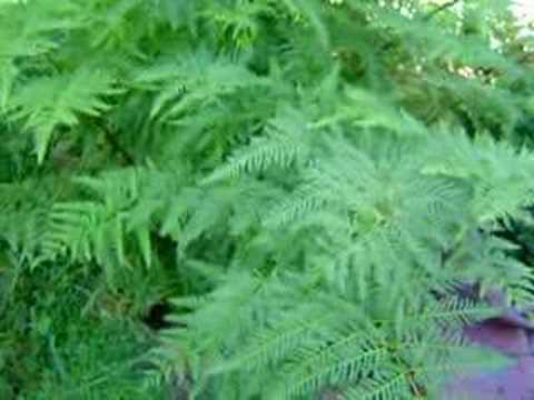 paprat - ferns in my garden