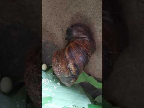 A RARE VIDEO ON SNAILS EGG PRODUCTION #SnailFarming #OrganicSnail #SnailFarmingInNigeria 08027247470