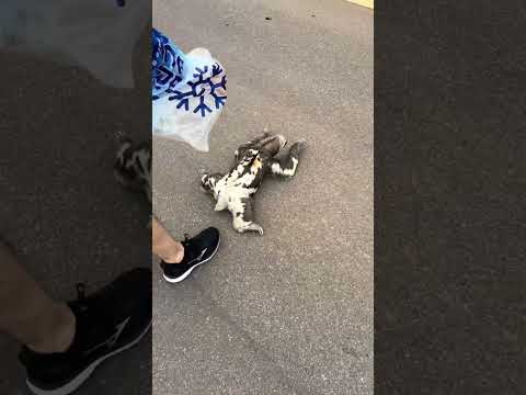 Ajudando preguiça a atravessar a BR. Ela estava atrapalhando o trânsito kkkkkk