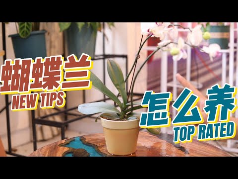 蝴蝶蘭