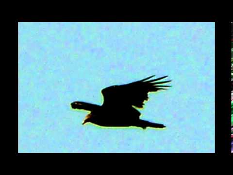 Der Tod und der einsame Trinker from Lieder um den Tod opus 62