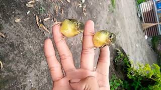 Download lagu Anakan Citeb/Ciblek Tebu/Ciliung mp3