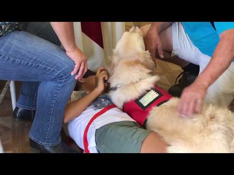 Seizure Alert Dog in Action!