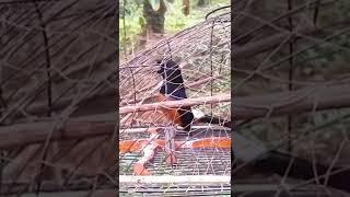 Download lagu pikat burung murai batu di dalam hutan mp3