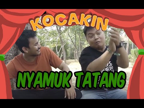 nyamuk-tatang