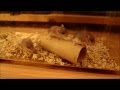 Mouse-like Hamster babies 