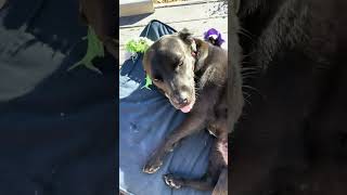 Video preview image #1 Labrador Retriever-Unknown Mix Puppy For Sale in Winter Park, CO, USA