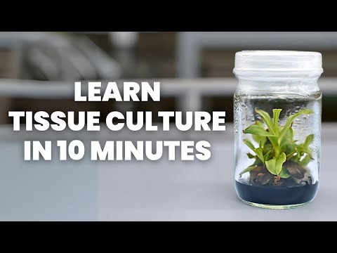 Tissue Culture Beginner's Guide - Learn ALL the Basics
