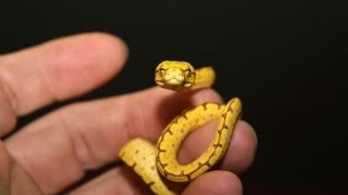 How to Feed a Baby Snake | Pet Snakes