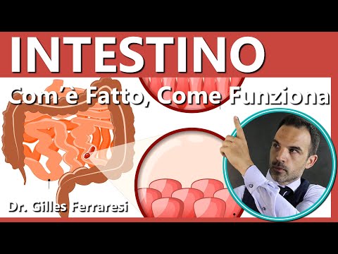 Intestino | Com'è Fatto, Come Funziona | Digestione, Assorbimento, Curiosità