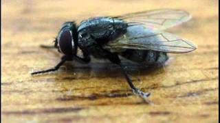 Cesspool Flavour - Let&#39;s Go Free [Moby cover]