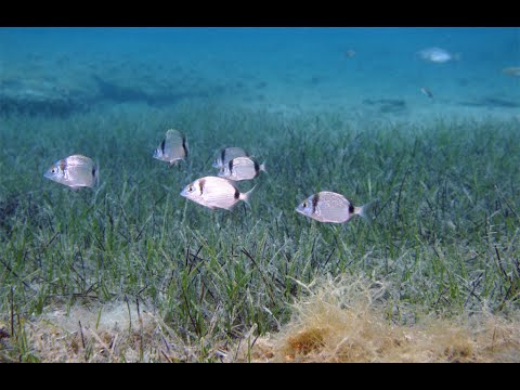 Pag - Stara Novalja 2021. A viharos merülés.