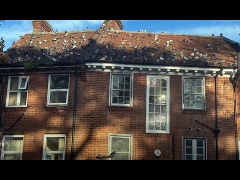 Bird Free clearing a roof of problem pigeons