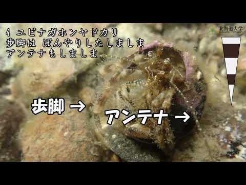 How to identify species of hermit crabs and their guarding behavior