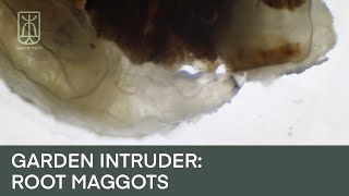 Garden Intruder - Root Maggots