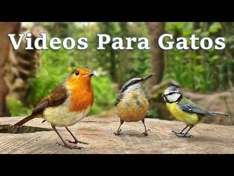 Videos Para Gatos - Pájaros para que los gatos los vean