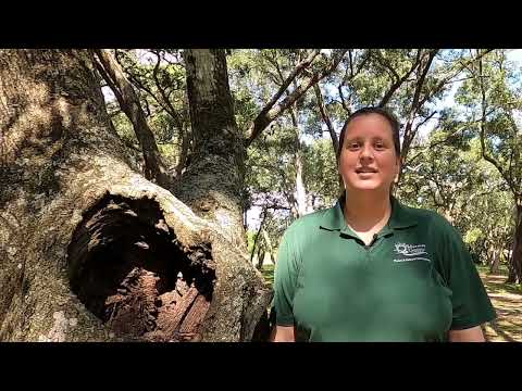 Types Of Owls In Florida