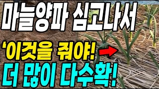 마늘양파심고 이것만 뿌리면 벌레와 병없이 2배 더 수확! 마늘양파 농사 대박!