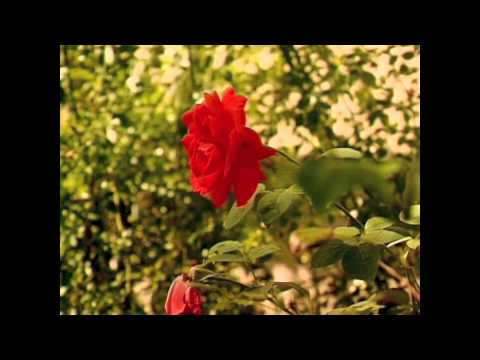 Skitarrate - Accordi Testi - Erba di casa mia RANIERI MASSIMO