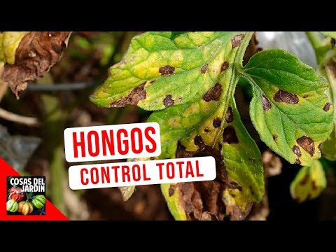 , title : 'GUIA COMPLETA HONGOS - CONOCE Y CONTROLA LOS HONGOS DE TUS PLANTAS | SCUDO - OSPOVI 55'