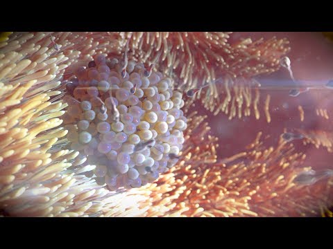 Fertilization process - Virtual Reality 3D 360° video
