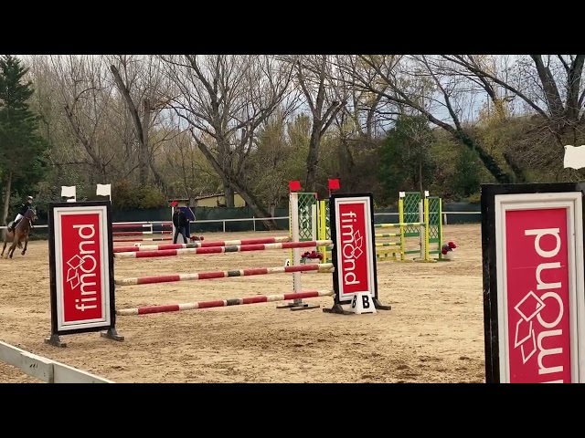 Jument Cheval de Sport Tch&egrave;que  A vendre 2013 Bai