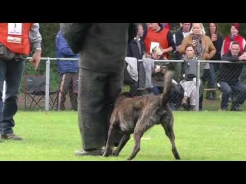 KNPV keuring Horst  03   10   2015