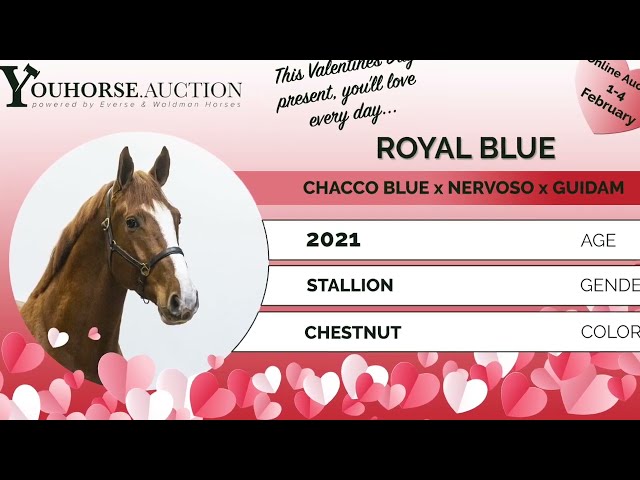 Royal Blue under the saddle