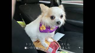 チワワのレオくんとルウくん１８～たぬきカット～