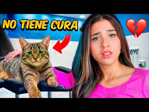 MY CAT IS SICK AND THERE IS NO CURE 😢❤️‍🩹