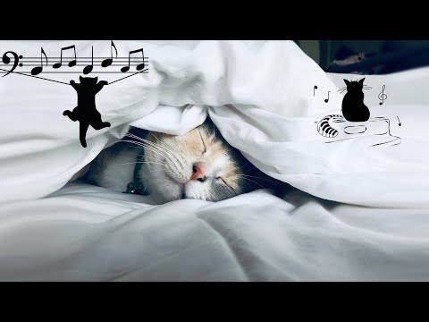 🌙Peaceful Piano Music for Cats | Lullaby For Your Cat