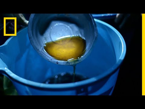 古柯葉是如何變成可卡因的？ (How Coca Leaves Become Cocaine | Trafficked with Mariana van Zeller)