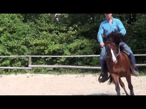 P J  3-Monate Basisausbildung mit 3-jährigem QH-Hengst "Albert"