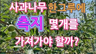 사과나무 한그루에 측지(부주지)  몇개가 필요할까?알려 드립니다