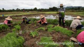 preview picture of video 'Sabai Tour Chiang Mai - Picking Rice Seed Ban Mae Pok'