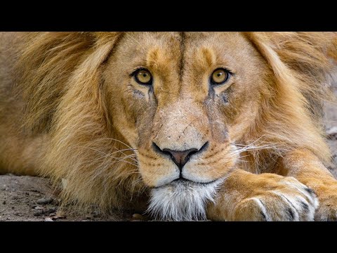 Top 50 curiozitati despre LEI