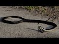 Snake Goes Crazy And Kills Itself By Its Poison