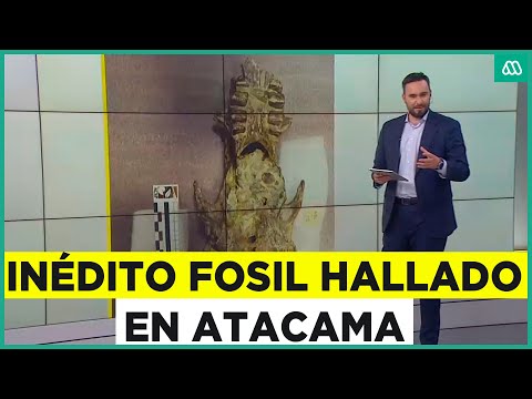 Fósil hallado en Atacama redefine la evolución de los perezosos marinos en el sur