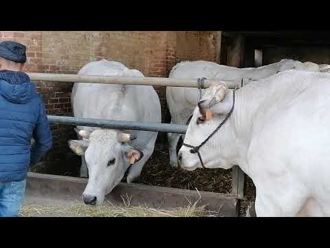 Presentazione Fiera del Bue Grasso di Carrù 2021
