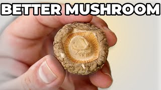 STOP Buying FRESH Mushrooms! You